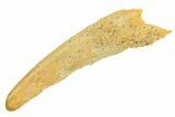Fossil Pterosaur (Siroccopteryx) Tooth - Morocco #297055-1